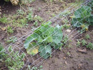 Allotments and puddles 026