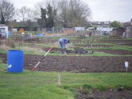 Allotments and puddles 058